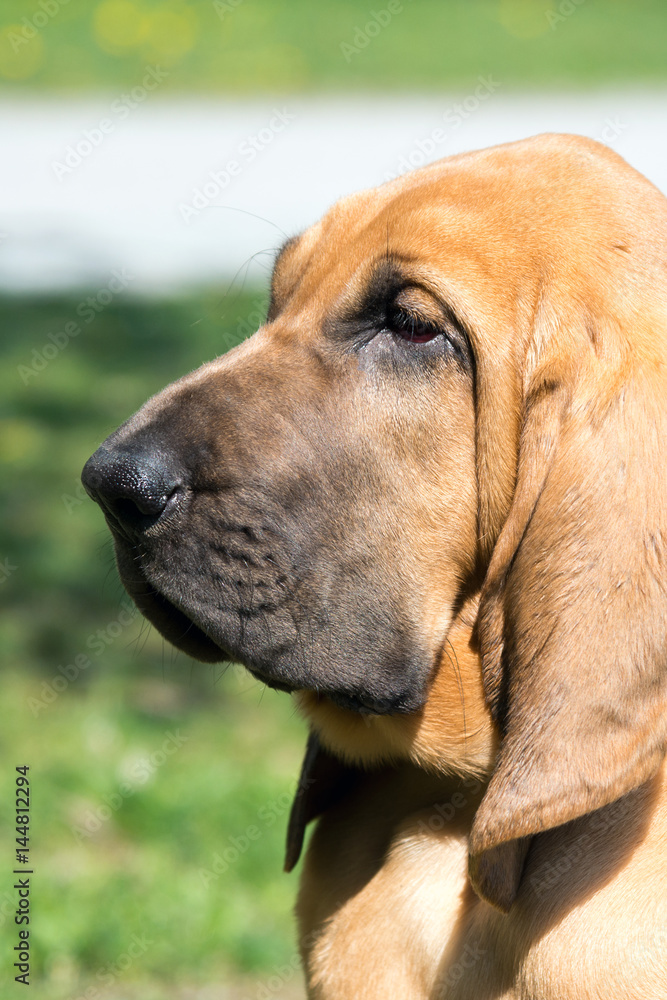 Portrait, junger Bloodhound, Kopfstudie Hunderasse