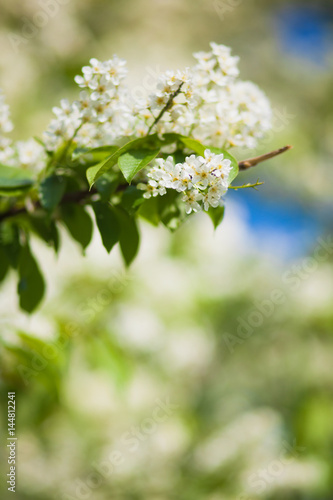 branch of a blossoming spring bird cherry against the blue sky