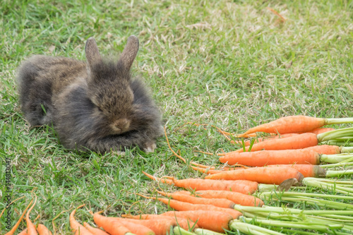 New born rabbit on green grass photo