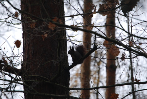 Chruslanki Jozefowskie, Jesien. photo