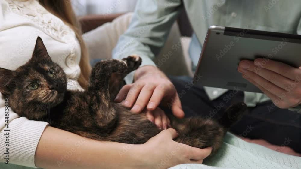Couple is sitting on the couch sofa at home stroking a cat, and Look into the tablet and smile, close-up Couple is sitting on the couch sofa at home stroking a cat, and Look into the tablet and smile, close-up
