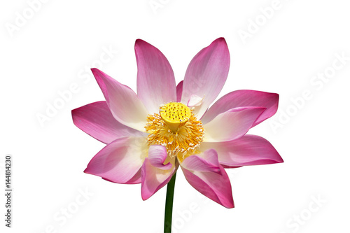 Beautiful pink lotus flower