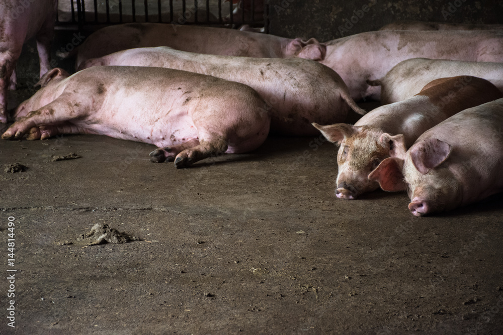 The farm pig ,walking in the sty, look like sad, can't go outside. The farm pig ,walking in the sty, look like sad, can't go outside.