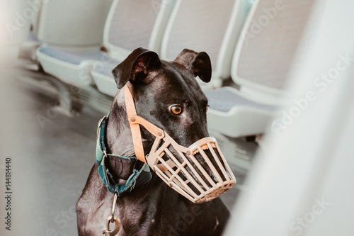 Slika na platnu Dog wearing muzzle at subway