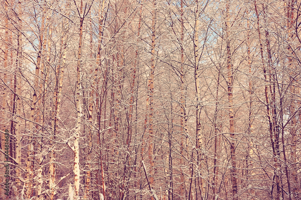nature landscape winter forest frosted nature landscape winter forest frosted