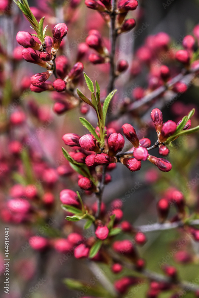 Blooming almond dwarf in garden, spring time. Blooming almond dwarf in garden, spring time.