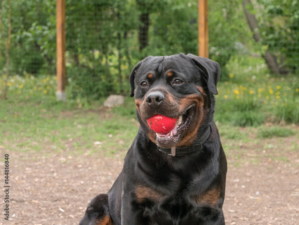 Portrait shot of Rottweiler