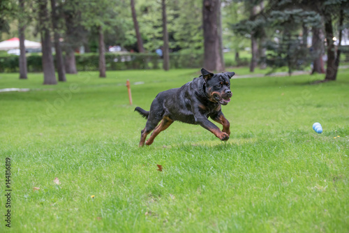 Fototapeta Naklejka Na Ścianę i Meble -  Rottweiler running on the grass