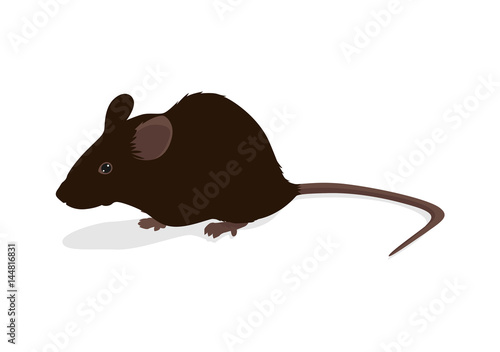 Rat vector illustration