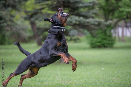 Rottweiler running on the grass photo