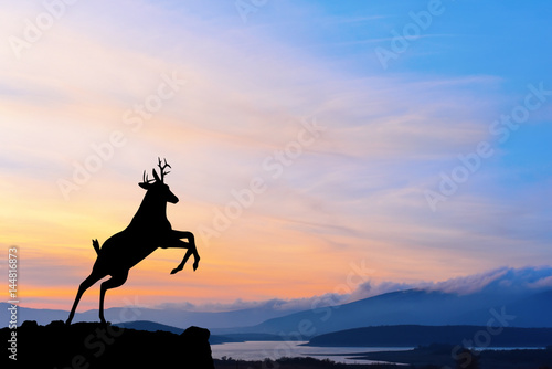 Deer on mountain at sunset