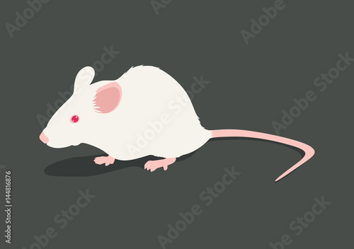 Lab white rat vector illustration