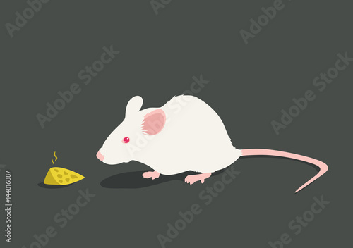 Lab white rat vector illustration