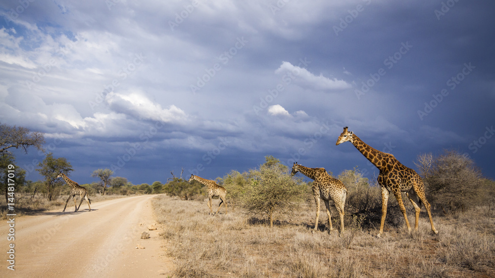 Fototapeta premium Giraffe in Kruger National park, South Africa