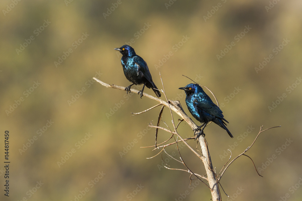 Naklejka premium Burchell Glossy-Starling in Kruger National park, South Africa