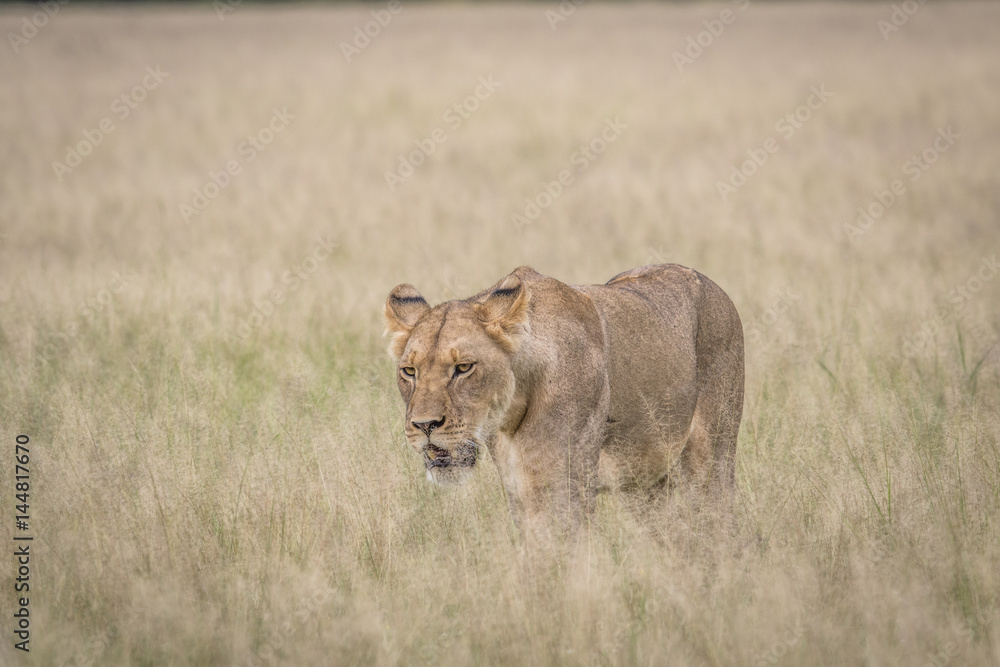 Lion in the high grass.