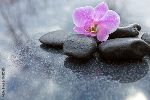 Single orchid flower and black stones.