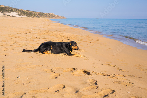 Dog alone on smooth wet beach sand looking out to sea © satura_