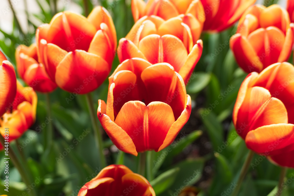 group of tulips flower green leaf background day time group of tulips flower green leaf background day time