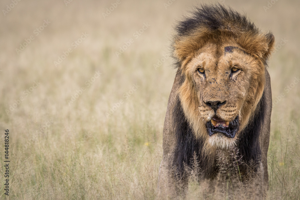 Male Lion in the high grass.