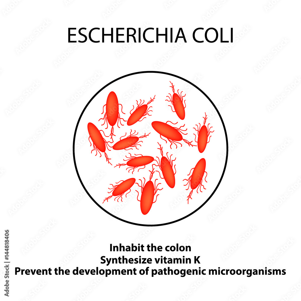 The structure and function of the Escherichia coli. Infographics ...
