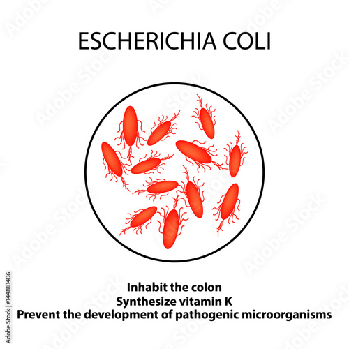 The structure and function of the Escherichia coli. Infographics. Vector illustration on isolated background.