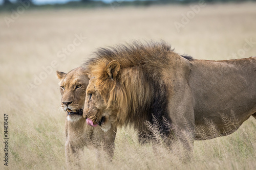 Fototapeta Naklejka Na Ścianę i Meble -  Mating couple of Lions in the high grass.