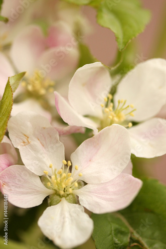Flowering tree spring  © Kybele