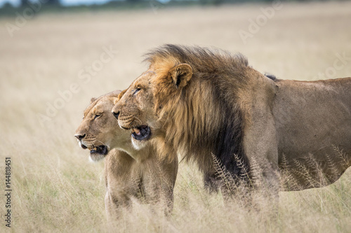 Fototapeta Naklejka Na Ścianę i Meble -  Mating couple of Lions in the high grass.