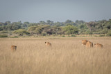 Group of Lions in the high grass.