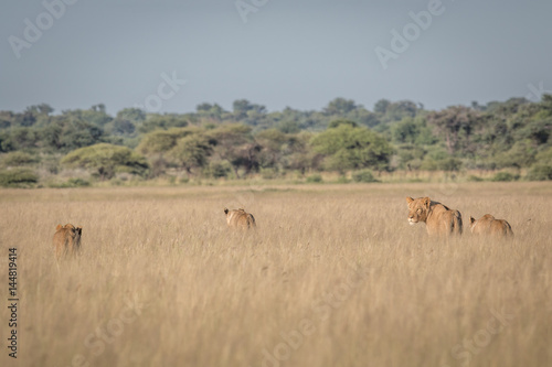 Group of Lions in the high grass.