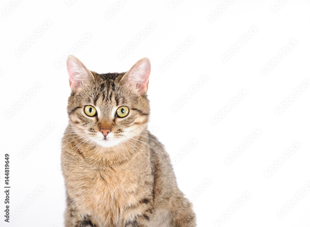 portrait of cat gaze