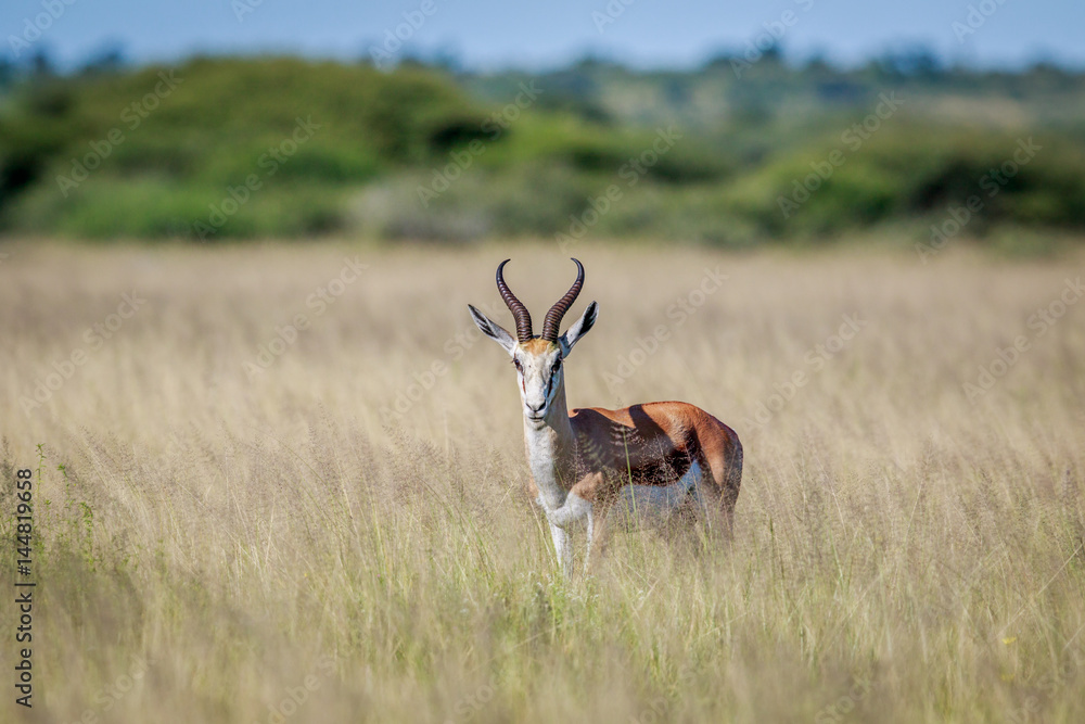 Starring Springbok in long grass. Starring Springbok in long grass.
