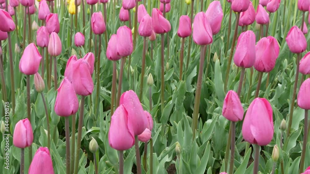 Tulip flower field. Flowers background. Beautiful flowers of tulips. Spring flowers