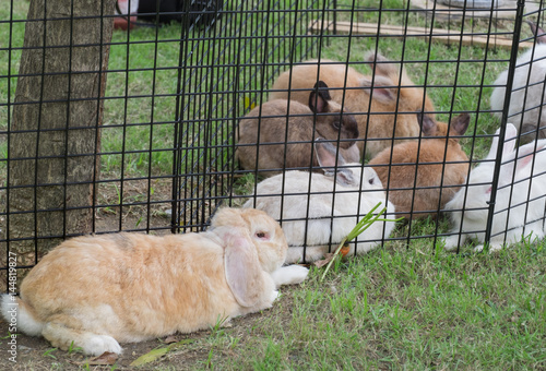 Brown holland lop rabbit on green grass photo