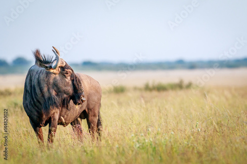 Side profile of a Blue wildebeest.