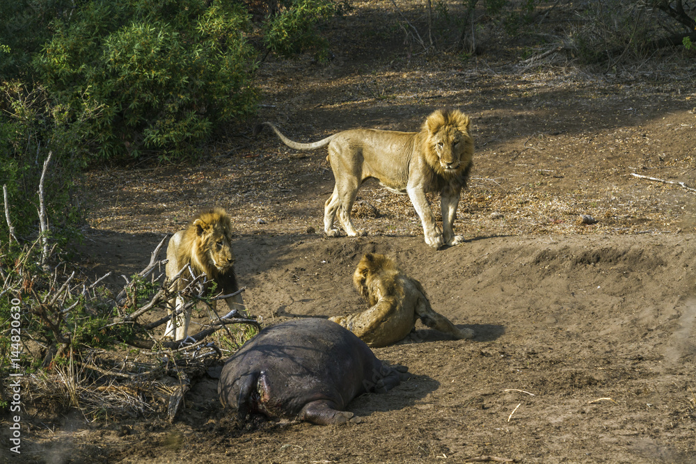 African lion in Kruger National park, South Africa African lion in Kruger National park, South Africa