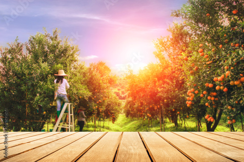 Wooden terrace and orange grove