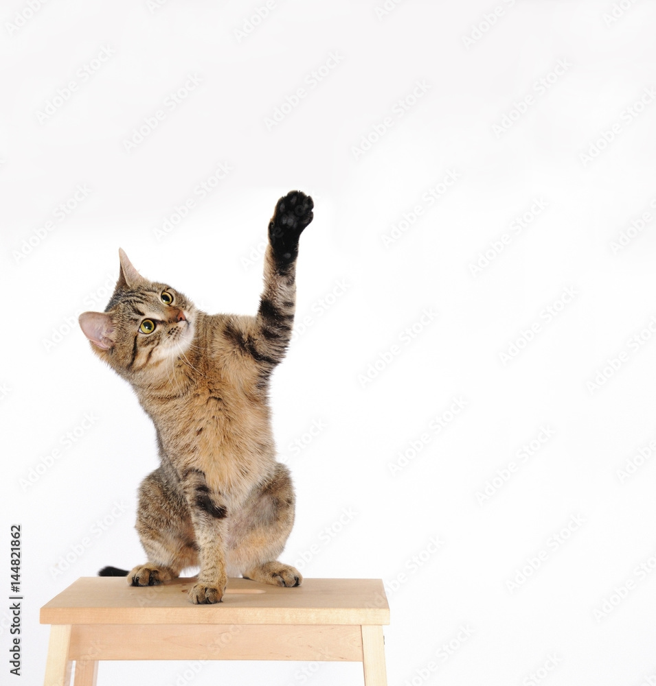Obraz premium cat are standing and rising hand on the white background