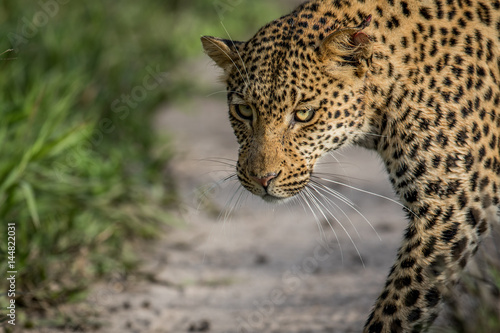 Close up of Leopard head.