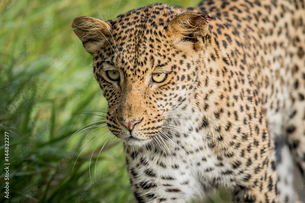 Close up of Leopard head. Close up of Leopard head.