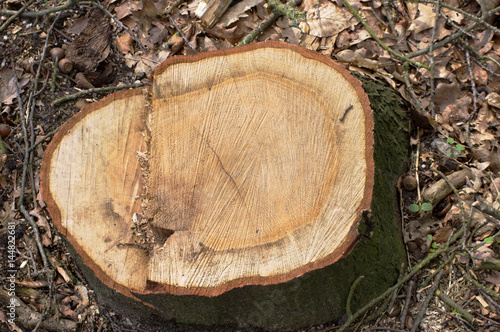 Stump of tree