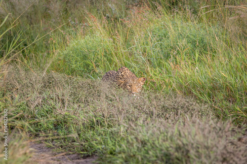 Leopard stalking in the Khalahari.