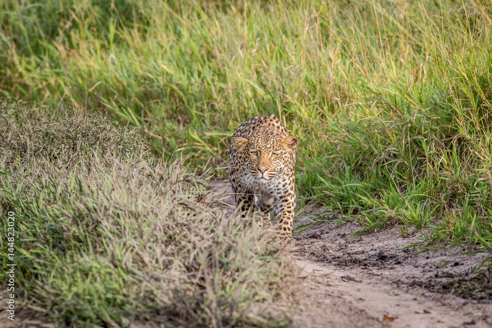 Obraz premium Leopard stalking in the Khalahari.