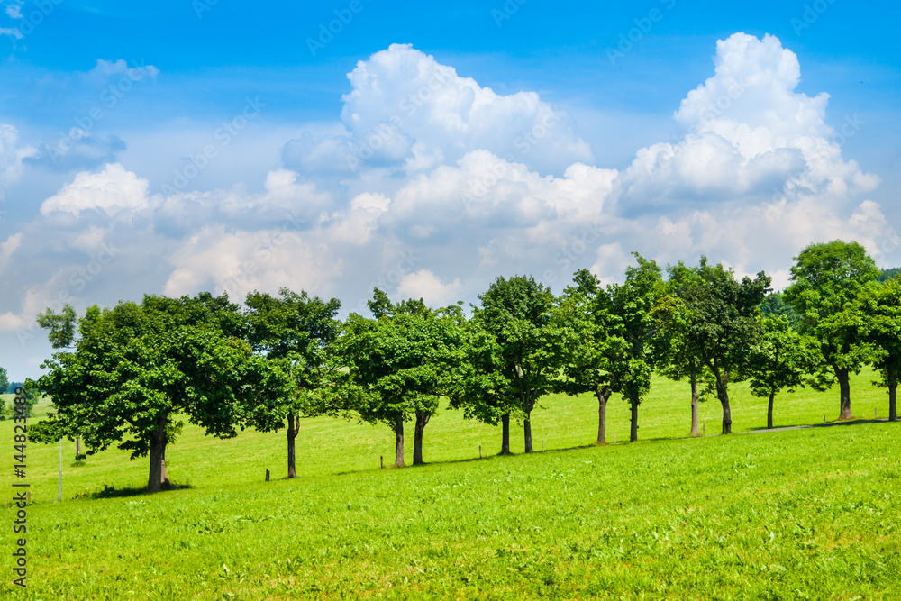 Row of lush green trees in road alley on sunny summer day with blue sky and white clouds.