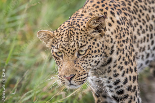 Close up of a Leopard head.