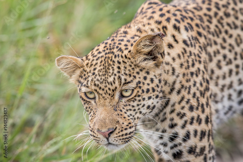 Close up of a Leopard head.