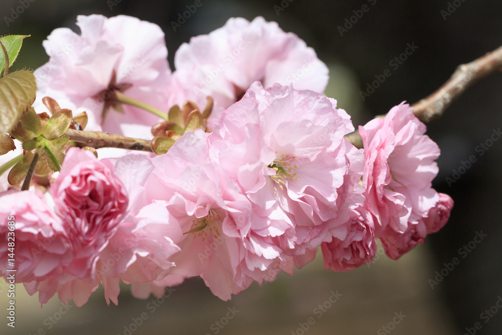 Fototapeta premium Double cherry blossoms in full bloom - Kanzan -