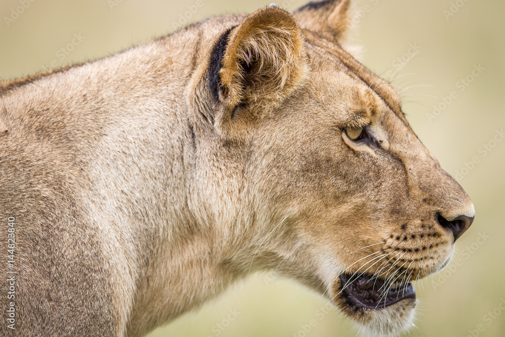 Naklejka premium Side profile of a Lion.
