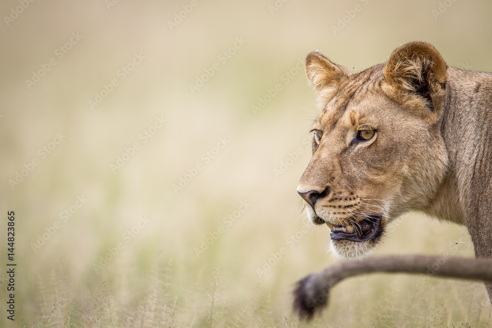 Starring Lion in the high grass. Starring Lion in the high grass.